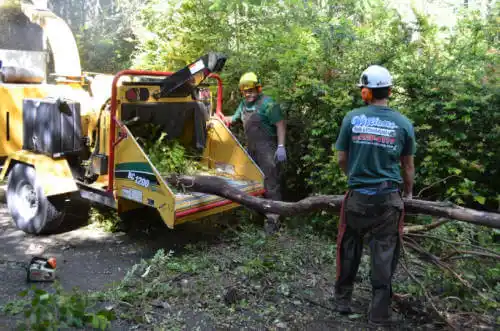 tree services Vassar